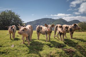 Pigs in a Pasture