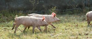 AdobeStock_297272720 - 1920 tiny