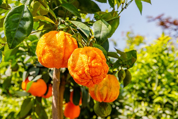 Bitter orange fruit growing in a tree.