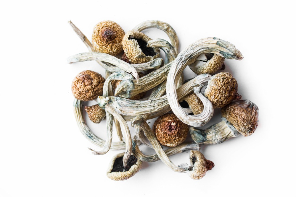 Dried magic mushrooms on a white background.