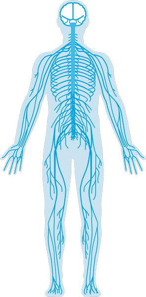 nervous system