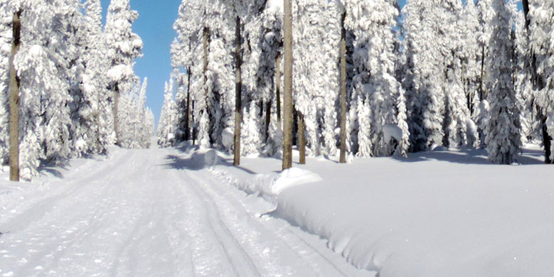 A path in a snowy forest.