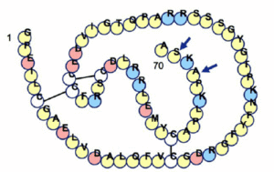 DNA strain.