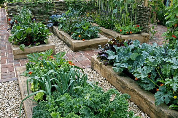 A vegetable garden in raised beds.